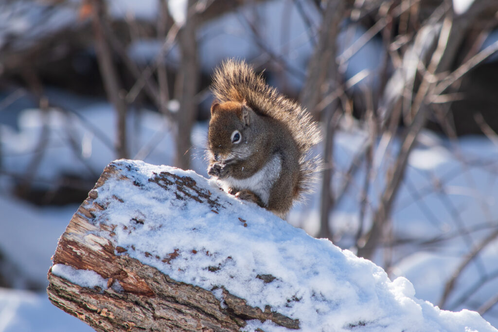 Fluffy Squirrel on Snowy Log: Serene Winter Landscape Scene Wallpaper