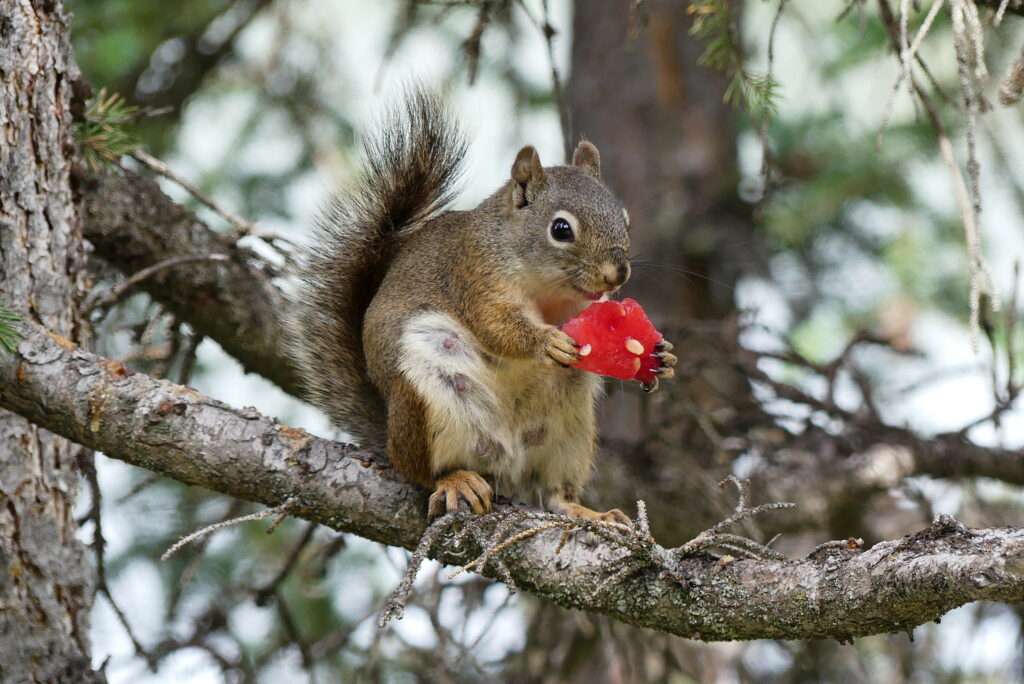 Fluffy Squirrel Enjoying Watermelon on Tree Branch – Adorable Nature Scene Wallpaper