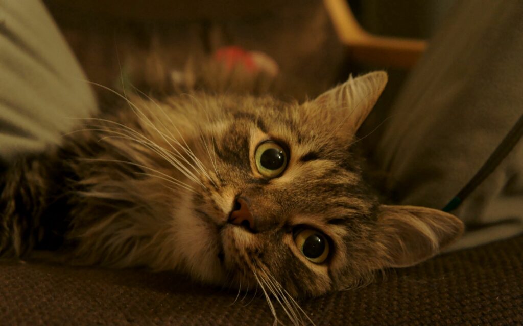 Fluffy Striped Cat Close-Up Wallpaper: Cozy Desktop Background