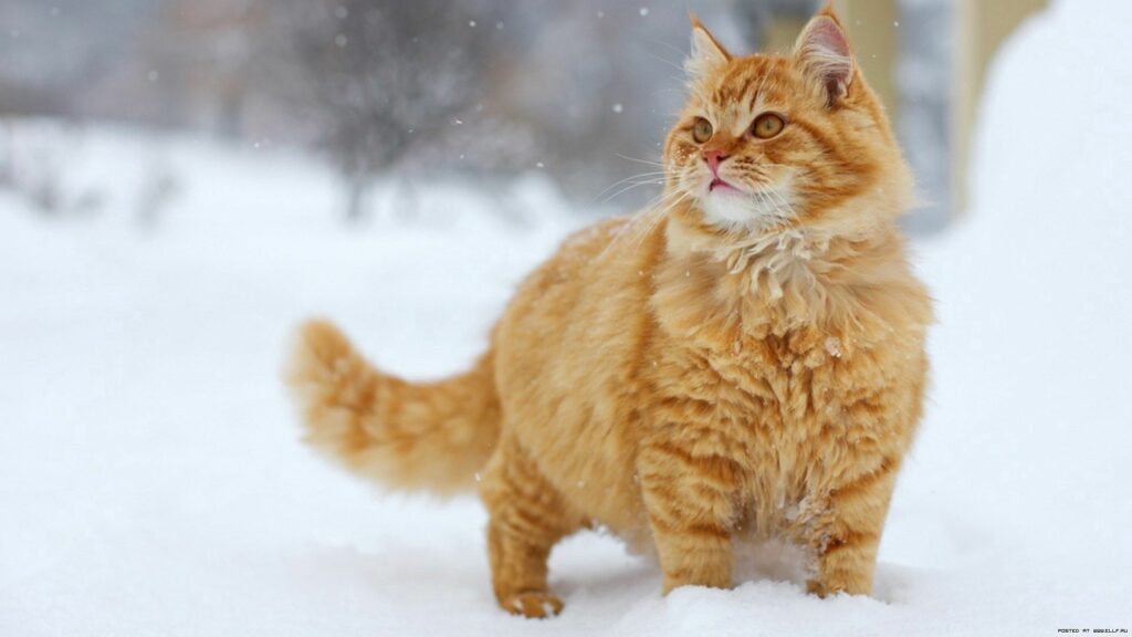 Fluffy Striped Cat Gracefully Roams Snowy Landscape Wallpaper
