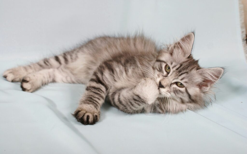 Adorable Striped Kitten Wallpaper: Fluffy & Playful Background