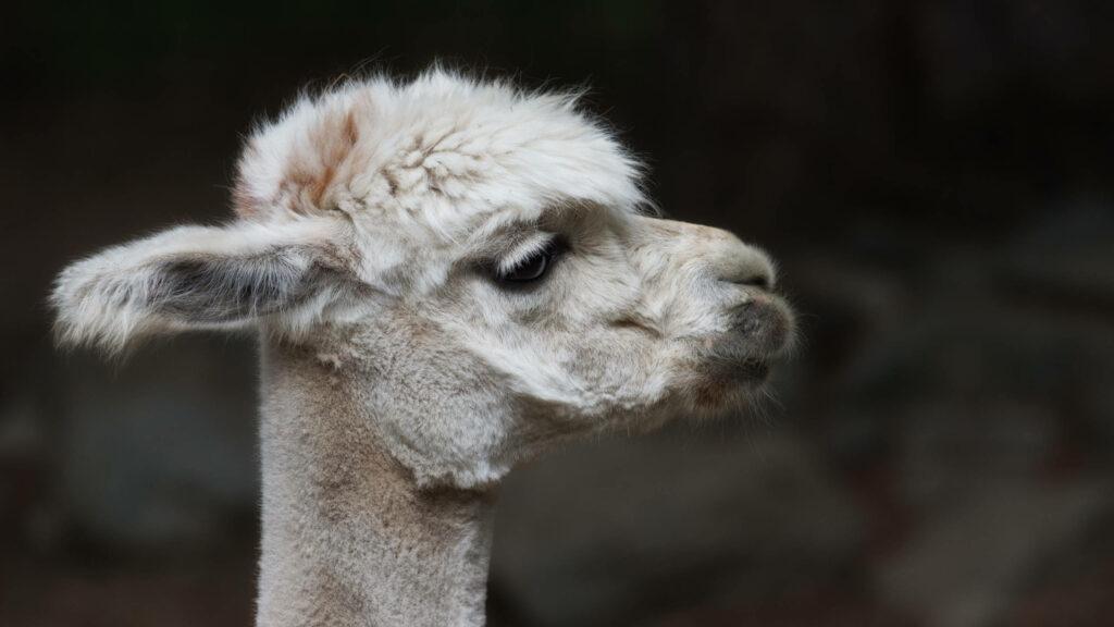 Close-up side view of white fluffy alpaca with gentle expression and blurred natural background Wallpaper