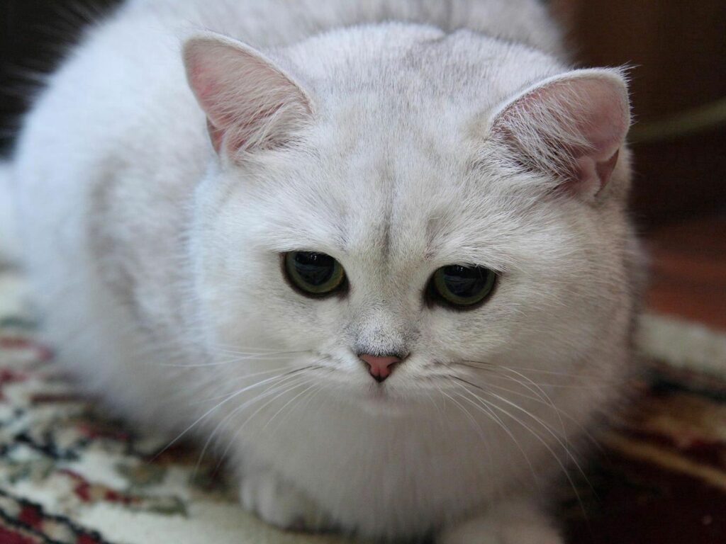 Expressive White Cat Wallpaper: Gentle Atmosphere with Soft Lighting