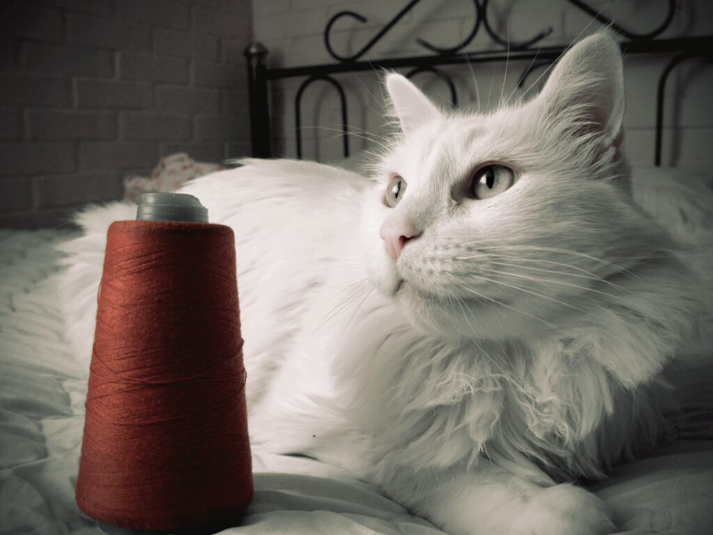 Fluffy White Cat on Bed with Red Thread - Serene Background Wallpaper