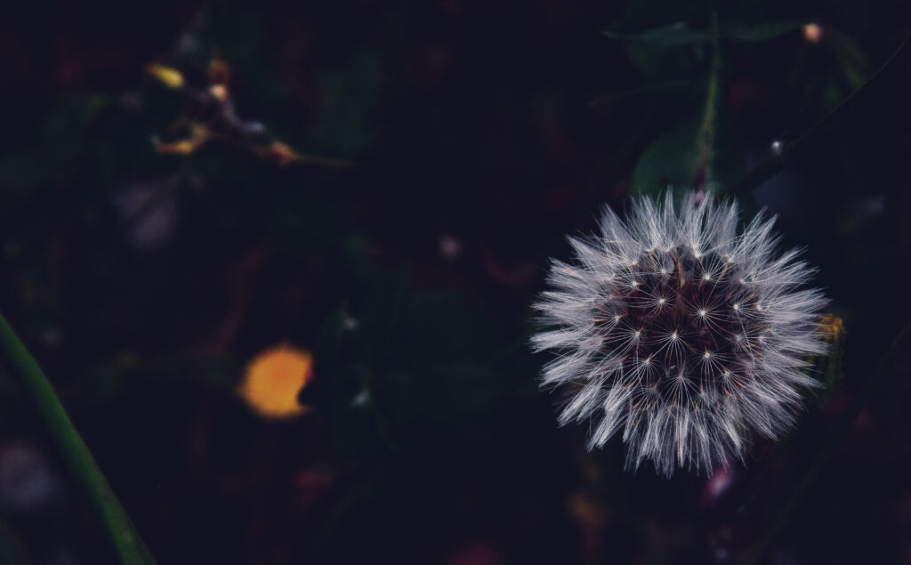 Close-Up of a Fluffy White Dandelion Seed Wallpaper Background