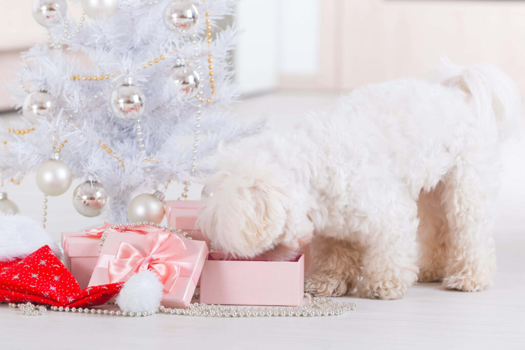 Fluffy White Dog with Pink Gift Box Under Festive White Christmas Tree Wallpaper