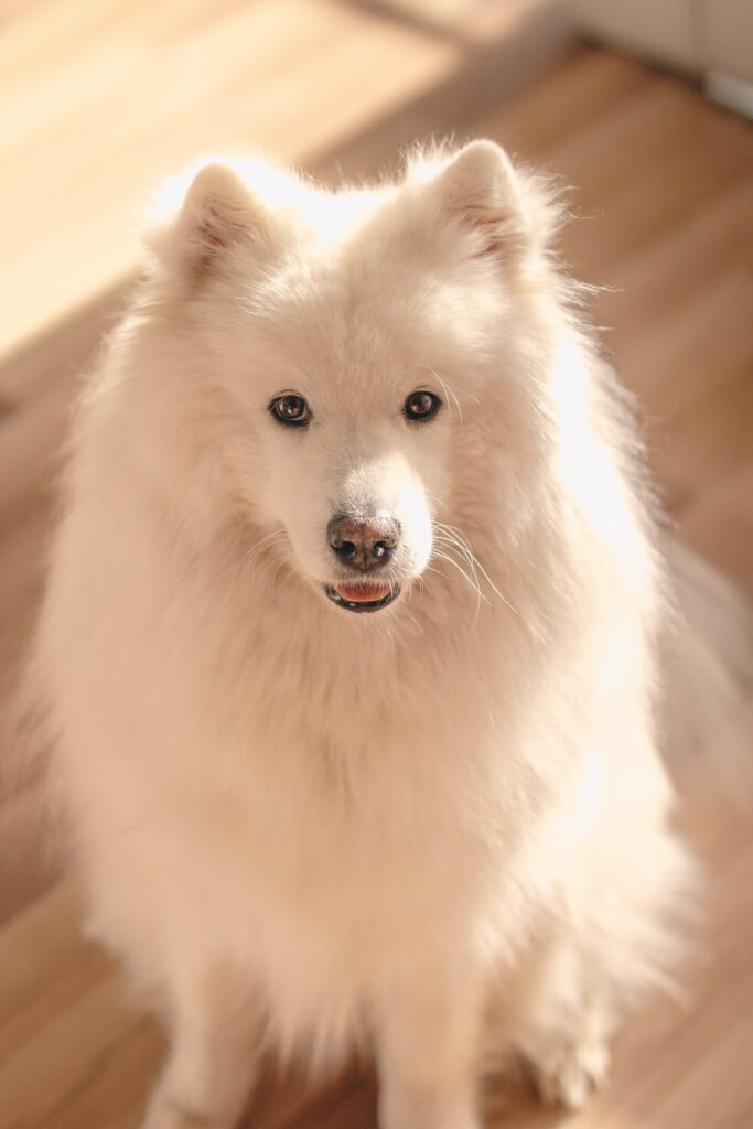 Adorable White Dog Wallpaper: Fluffy Fur & Warm Background Delight
