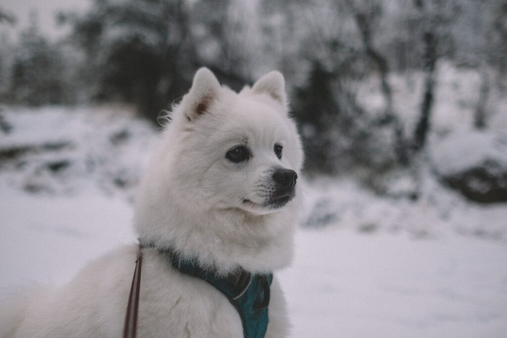Fluffy White Dog Against Snowy Winter Background – Serene Wallpaper