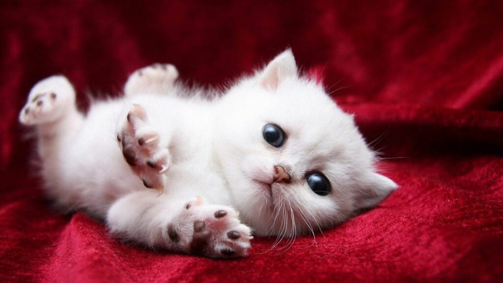Fluffy White Kitten on Cozy Red Velvet Wallpaper Background