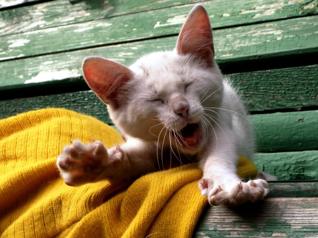 Fluffy White Kitten Yawning on Colorful Background Wallpaper