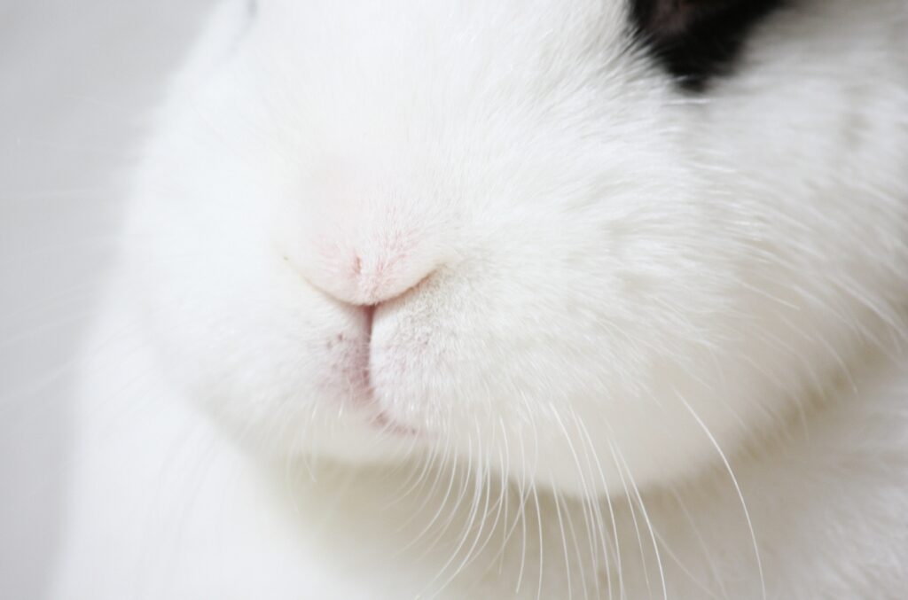 Fluffy White Rabbit Close-Up: Cute Pink Nose & Whiskers Wallpaper