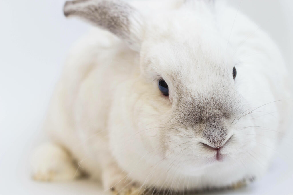 Fluffy White Rabbit Close-Up Wallpaper on Soft Light Background