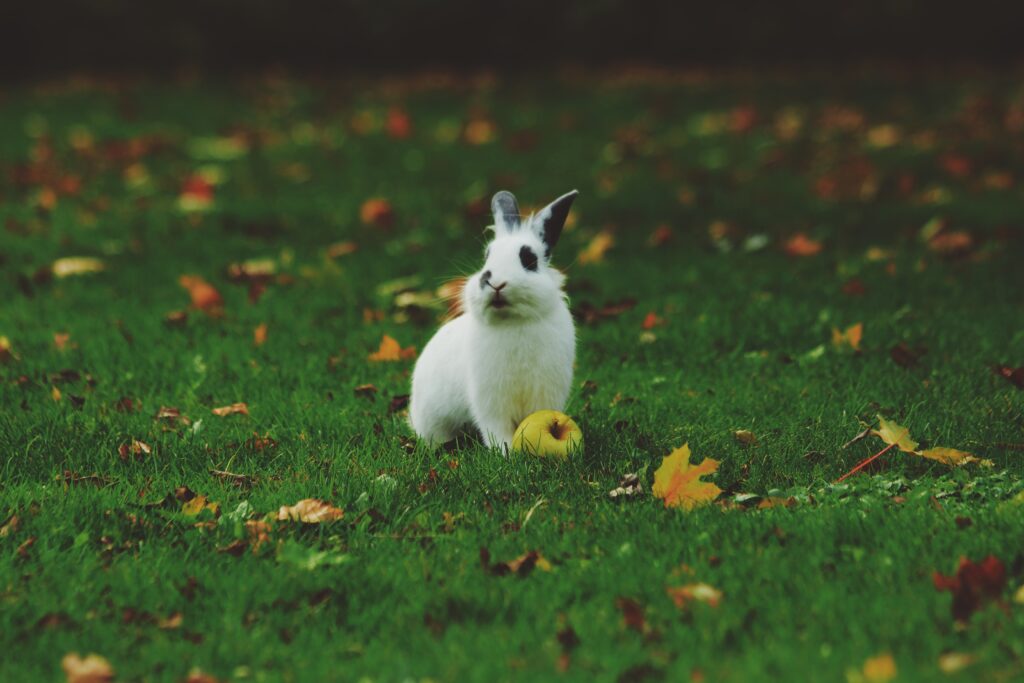 Fluffy White Rabbit on Green Lawn with Autumn Leaves – 5184x3456 Wallpaper