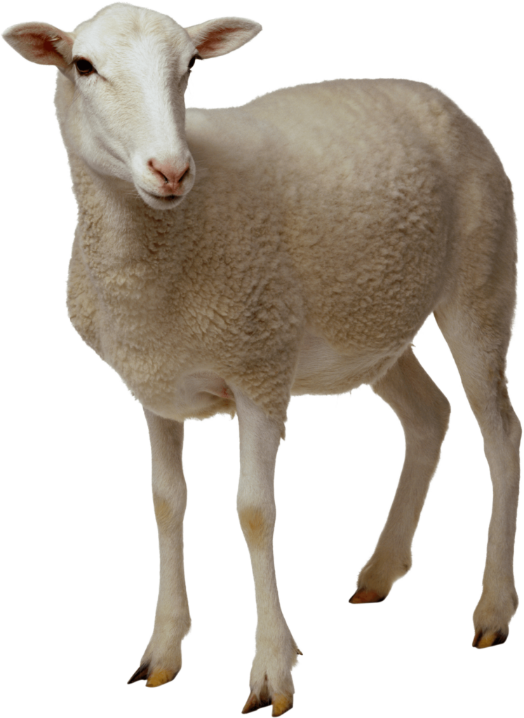Fluffy White Sheep Wallpaper on Transparent Background for Design
