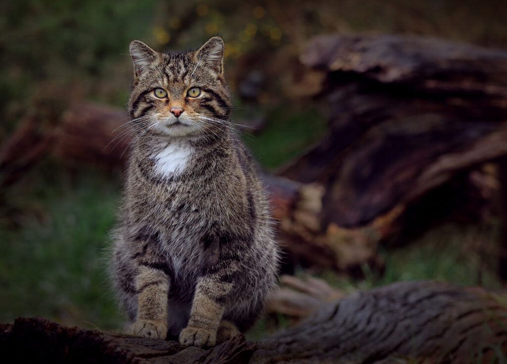 Wild Cat on Tree Stump: Fluffy Coat with Blurred Background Wallpaper