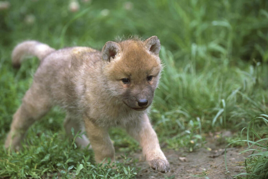 Fluffy Wolf Pup Plays in Green Meadow: Innocence & Curiosity Wallpaper