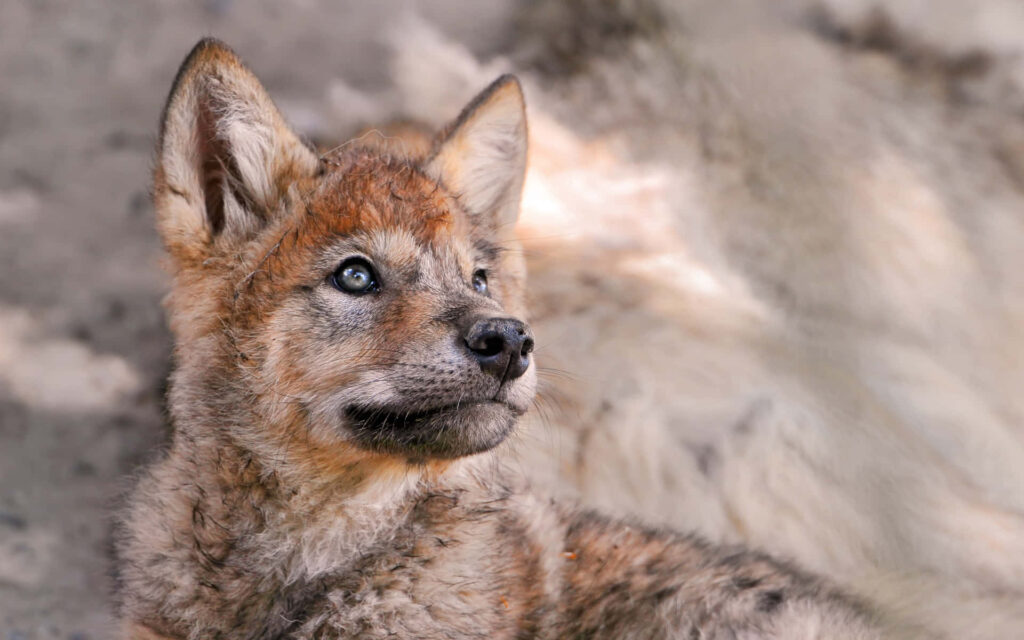 Fluffy Young Wolf Pup Resting in Nature's Beautiful Wilderness Wallpaper