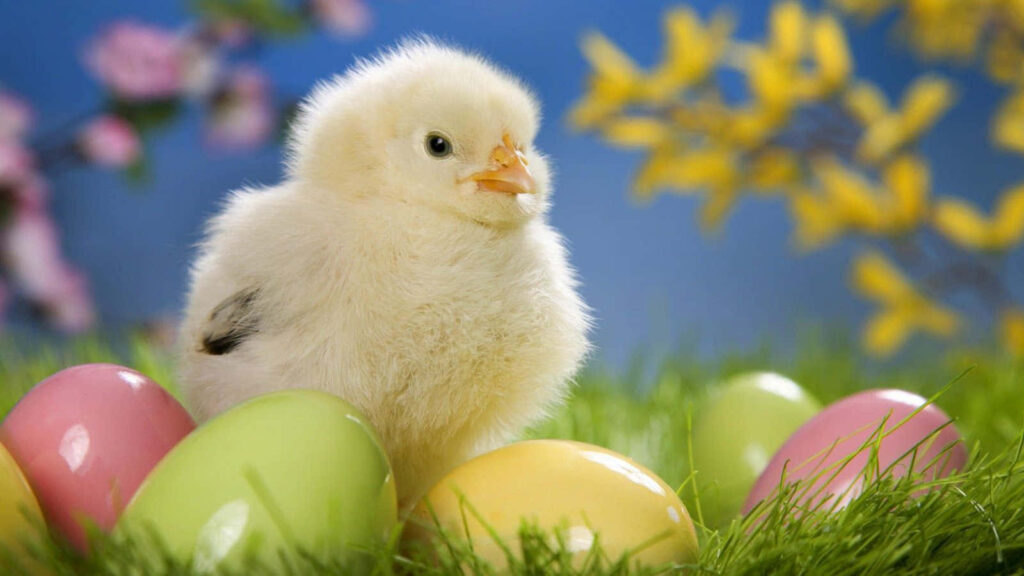 Adorable Yellow Chick Surrounded by Colorful Easter Eggs in Spring Wallpaper