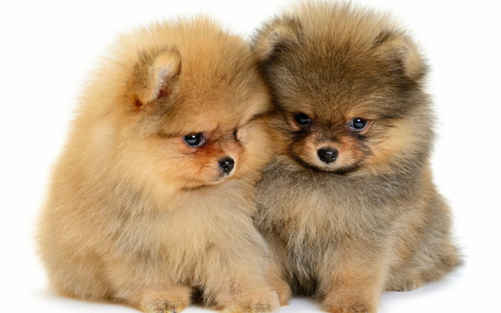 Fluffy Pomeranian Puppies: Small and Cute Pets in QHD Wallpaper