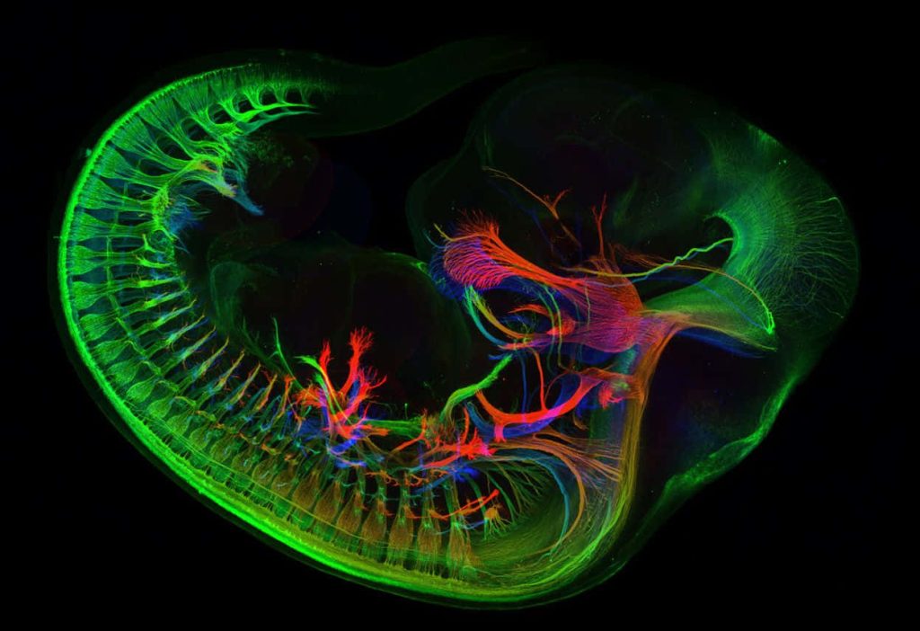 Fluorescent micrograph of developing mouse embryo showing glowing neural pathways in red blue green Wallpaper