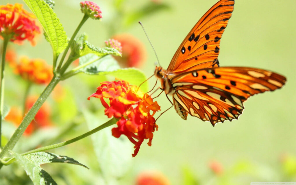 Macro Gulf Fritillary butterfly on vibrant red and yellow Lantana flowers with green bokeh background Wallpaper