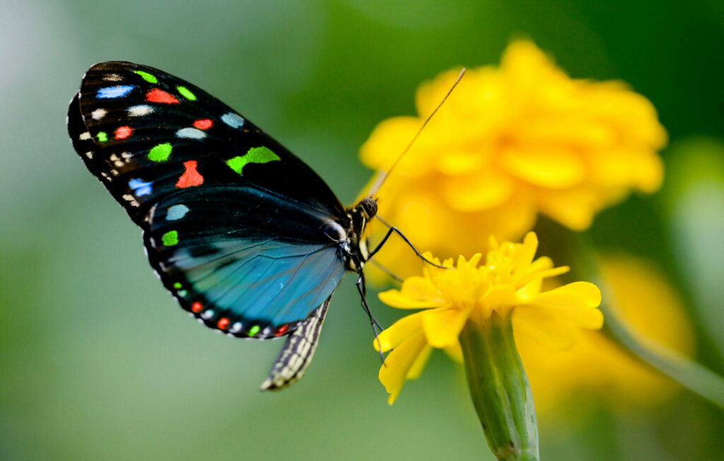 Macro photo of vibrant butterfly on yellow flower with colorful wings and green bokeh background Wallpaper