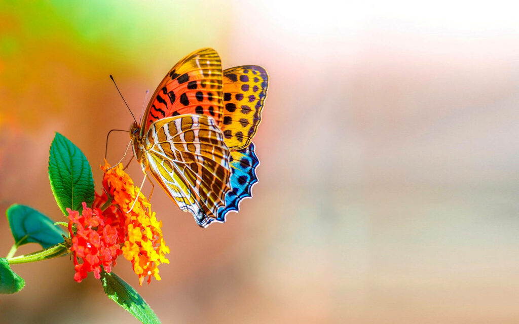 Fluttering Beauty: A Colorful Butterfly's Pollination Adventure Wallpaper