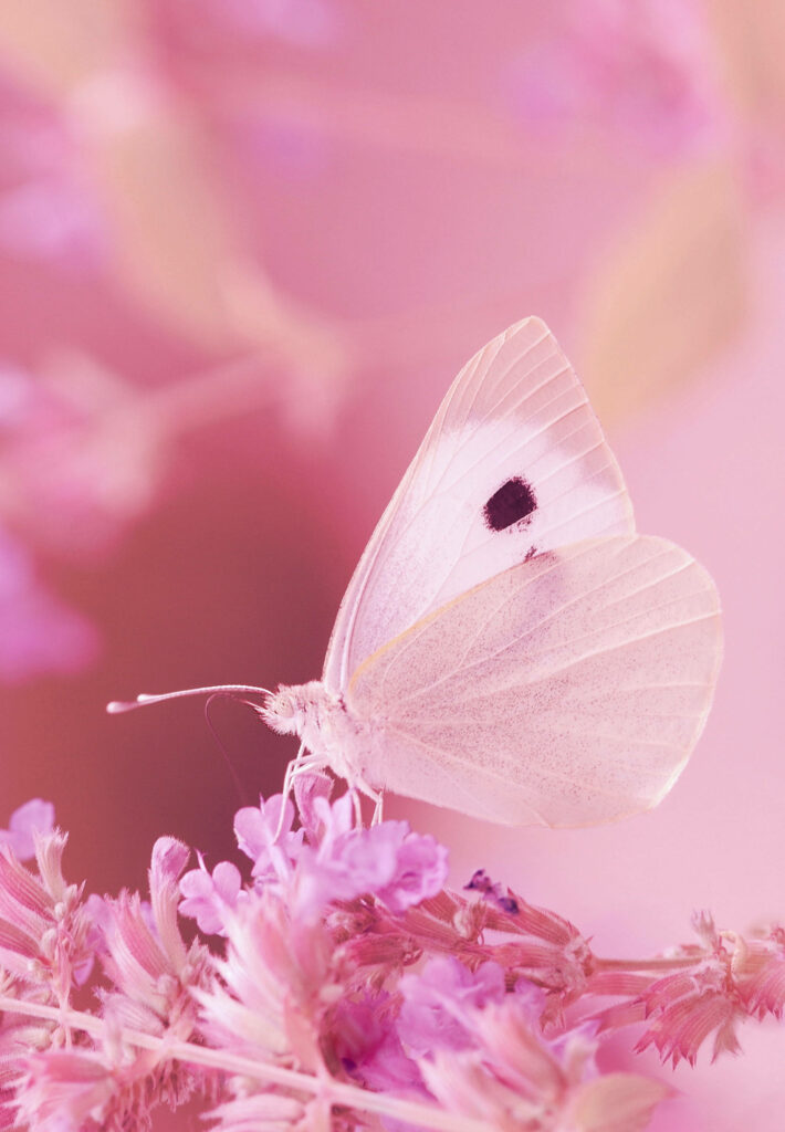Captivating Flutter: Delightful Pink Butterfly and Lovely Pink Blossoms Unite in a Charming Phone Background Wallpaper