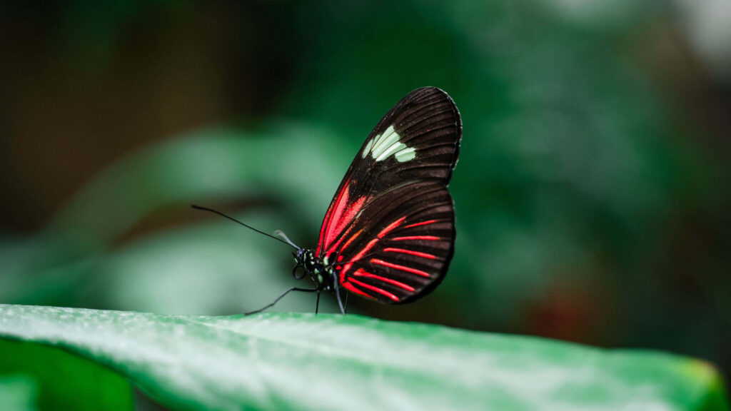 Heliconius longwing butterfly with black red and white wings on green leaf macro wallpaper background