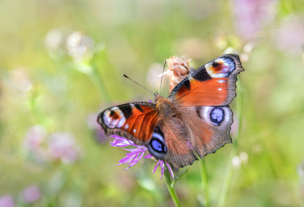 Vivid Colors: A Daytime Encounter with a Gorgeous Garden Visitor - Stunning Butterfly Background Shot Wallpaper