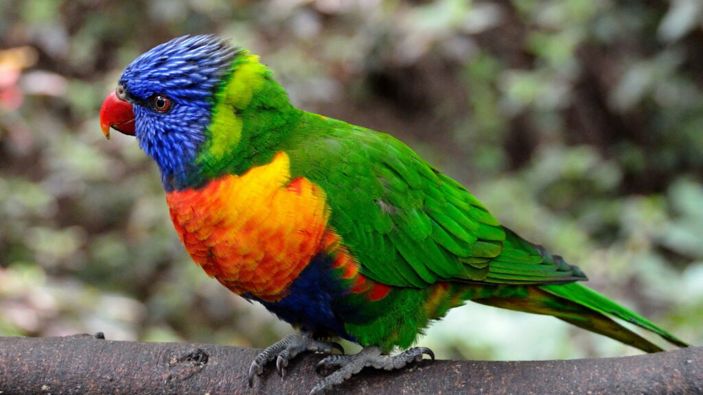 Vibrant Feathers: A Captivating 4K Wallpaper of Colorful Parrots in their Natural Habitat