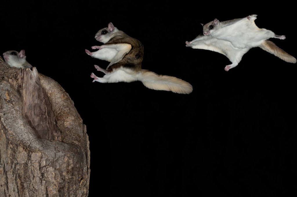 Three flying squirrels mid glide against a black background wildlife wallpaper for animal lovers