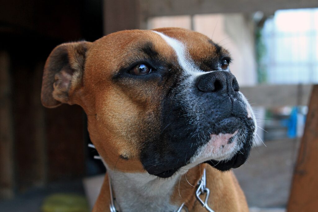 Close-Up Boxer Dog Wallpaper: Expressive Eyes & Alert Posture