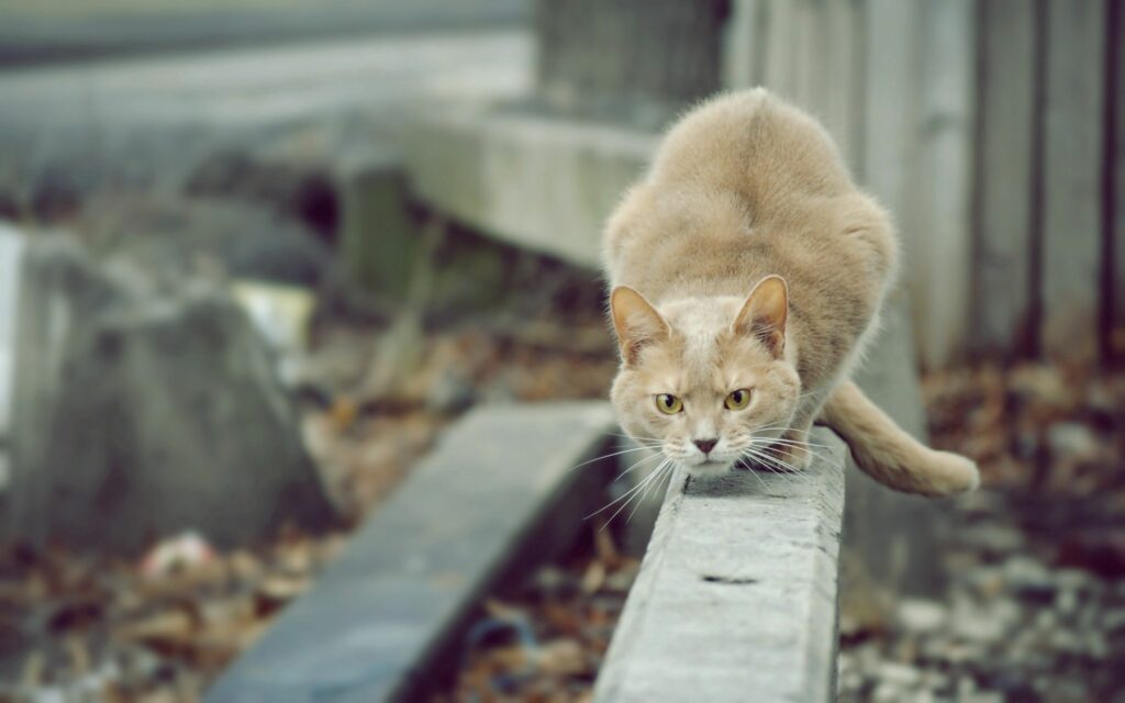Focused Cat on Fence: Tense Anticipation in Stunning 2560x1600 Wallpaper