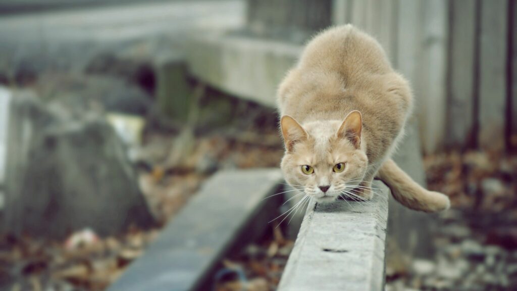 Focused Cat Hunting Pose Wallpaper - Urban 2560x1440 Background