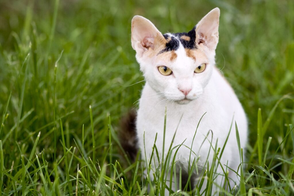 Intense Cat Wallpaper: Unique Fur Markings in Lush Green Field
