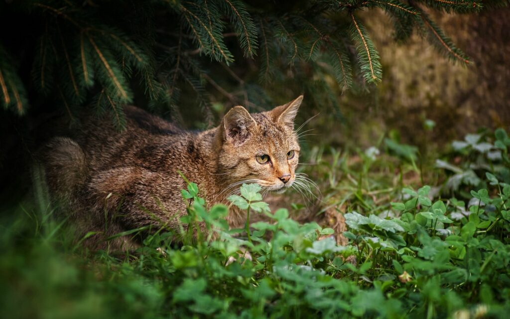 Focused Cat in Lush Greenery - Serene 1920x1200 Wallpaper