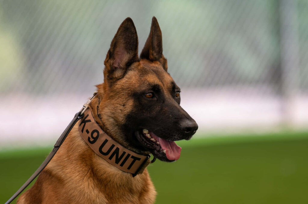 Alert German Shepherd K9 Unit dog wearing collar standing outdoors showing strength loyalty Wallpaper