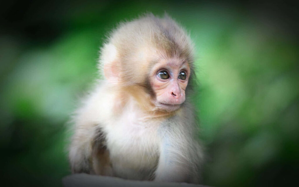 Focused on Adorable Primate: Bonnet Macaque Photo Wallpaper