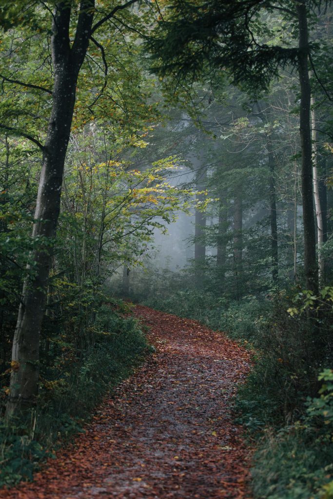 Foggy forest path with autumn leaves and soft mist creating a serene tranquil nature scene wallpaper