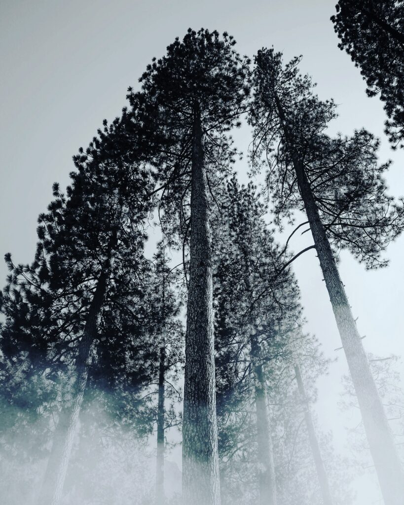 Foggy Black and White Tree Wallpaper - Ethereal Background Design