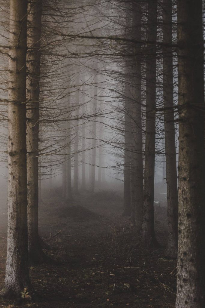 Foggy forest path through dense conifer trees in muted mist dark moody eerie wallpaper background