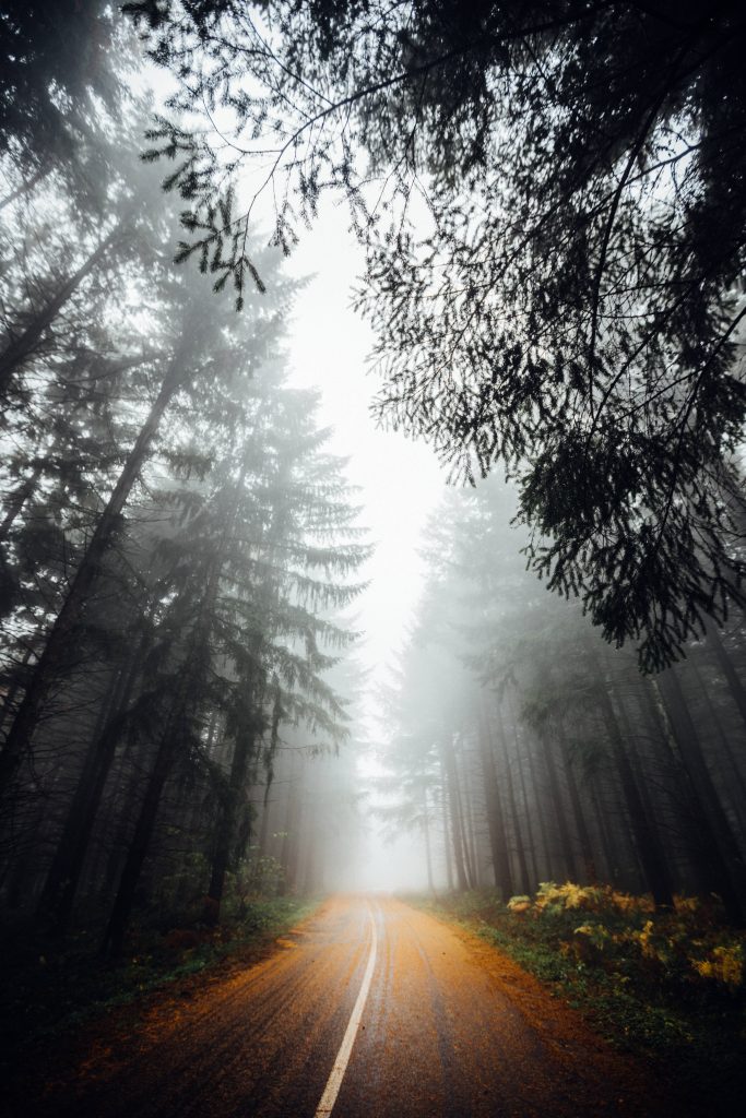Moody forest road disappearing into dense fog with towering pine trees creating atmosphere Wallpaper
