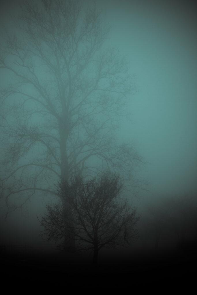Foggy forest wallpaper with tall leafless trees and moody blue gray atmospheric background