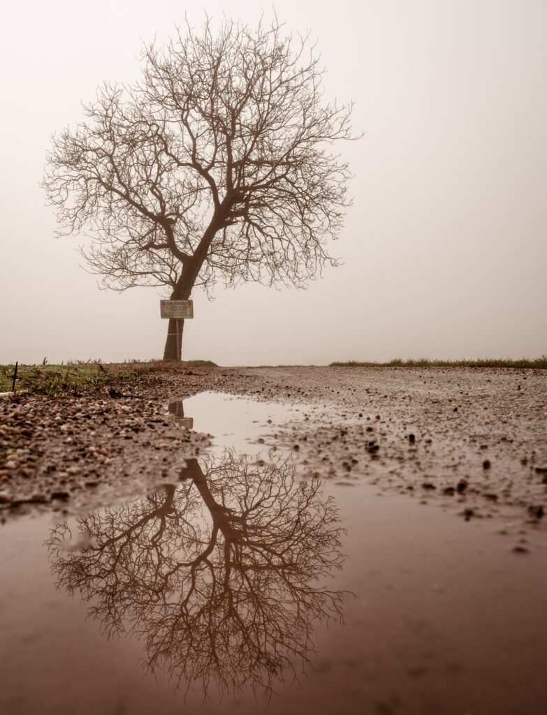 Leafless tree reflected in puddle on foggy wet ground serene natural wallpaper background