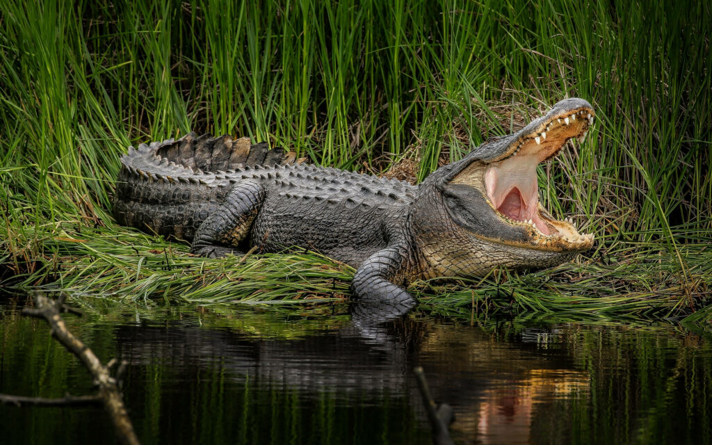 Majestic Alligator in Swamp: Wild Nature Background Wallpaper
