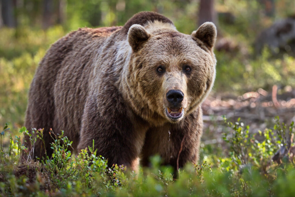 Majestic Grizzly Bear Wallpaper in Lush Forest Background