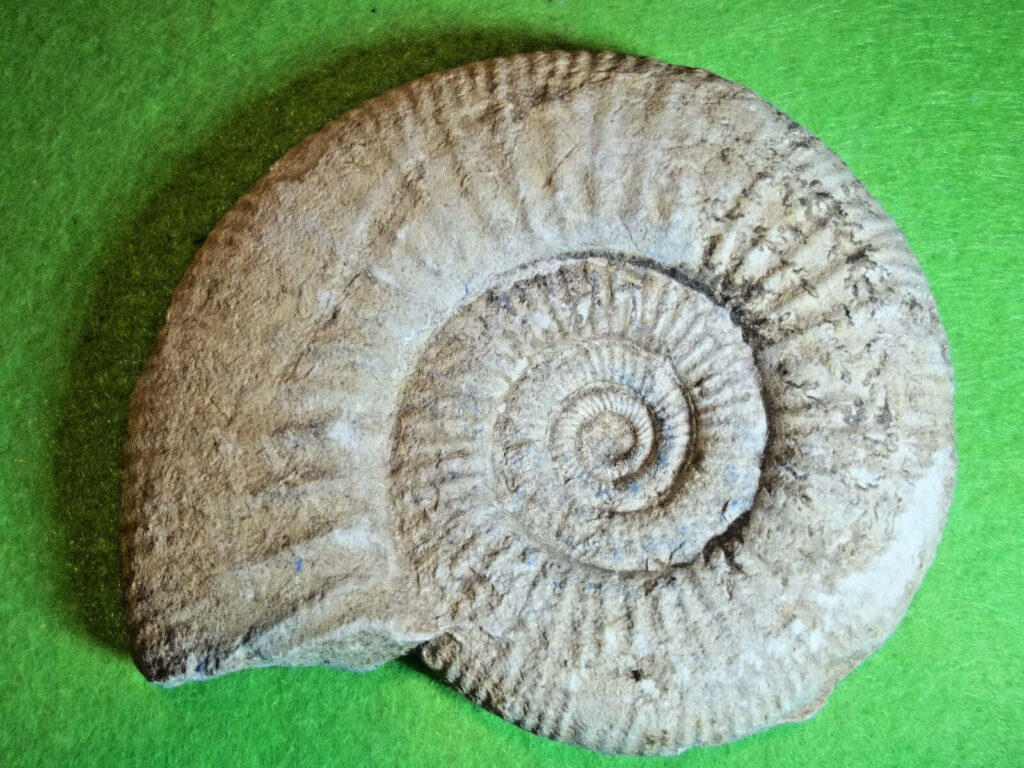 Fossilized ammonite with intricate spiral shell pattern on vibrant green wallpaper background