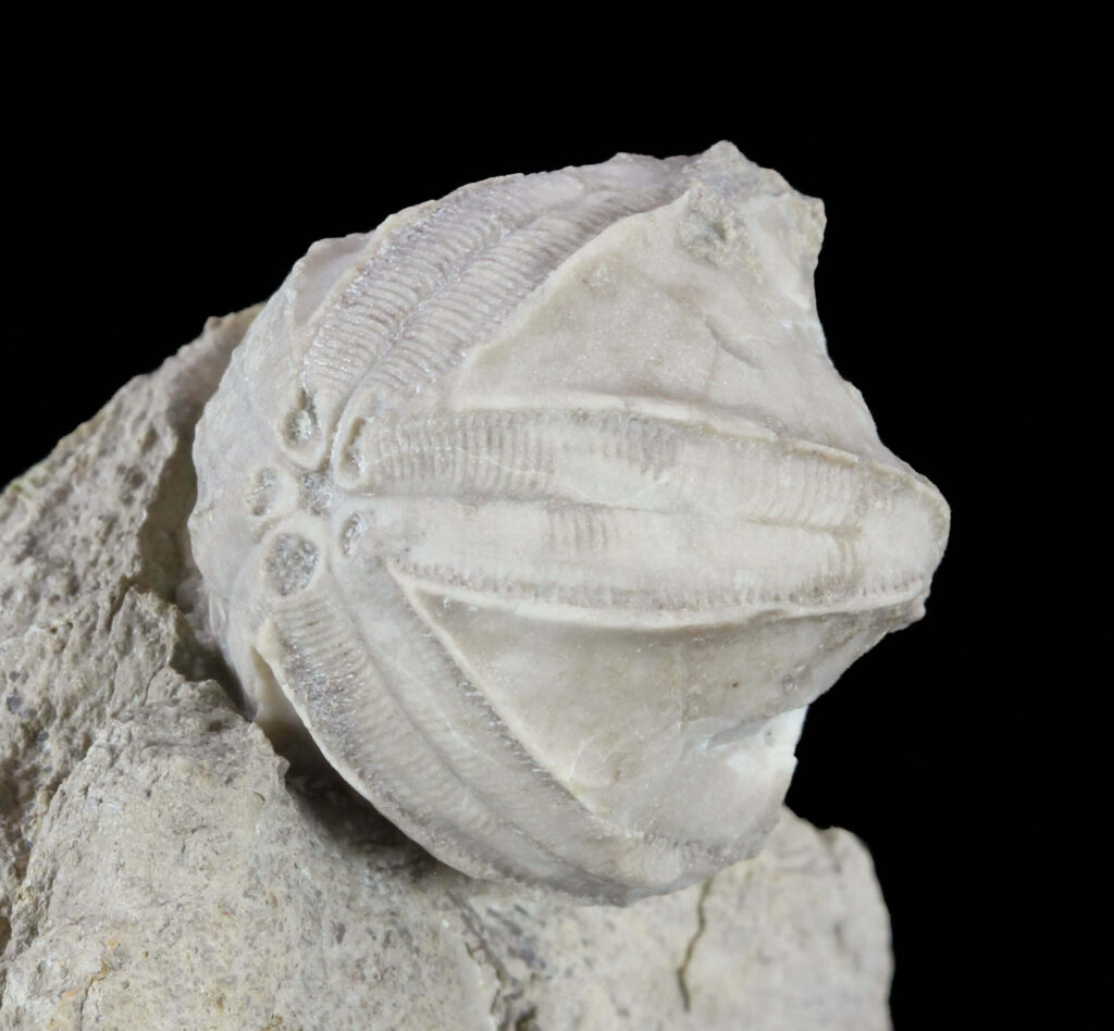 Fossilized echinoderm embedded in pale rock showcasing detailed texture and radial symmetry Wallpaper