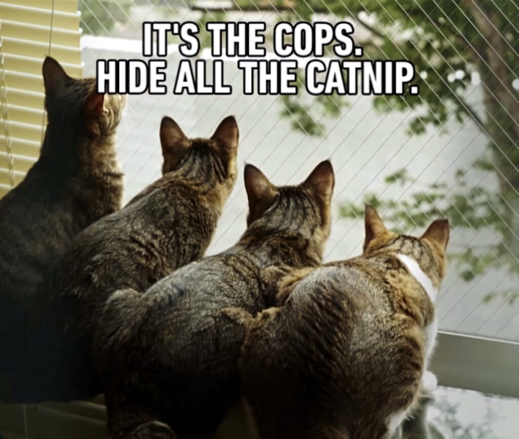 Four curious tabby cats sit on a sunny windowsill in a funny catnip hiding meme wallpaper background